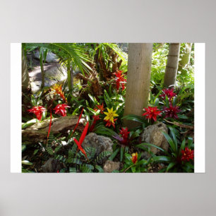 Pôster Jardim tropical