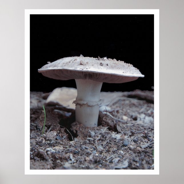 Poster Jardim Variey Mushroom (Frente)