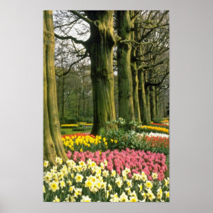 Poster Jardins cor-de-rosa de Keukenhof, flores de