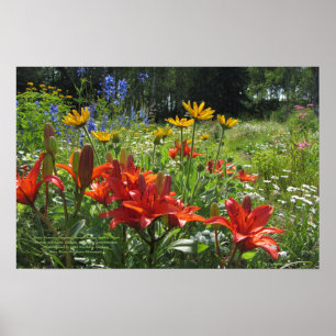 Poster Jardins do início do verão, lírios asiáticos