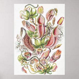 Poster Jarra de Planta Carnívora Vintage Ernst Haeckel