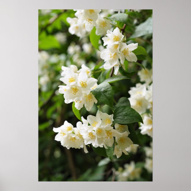 Poster Jasmim floresce no jardim (Frente)