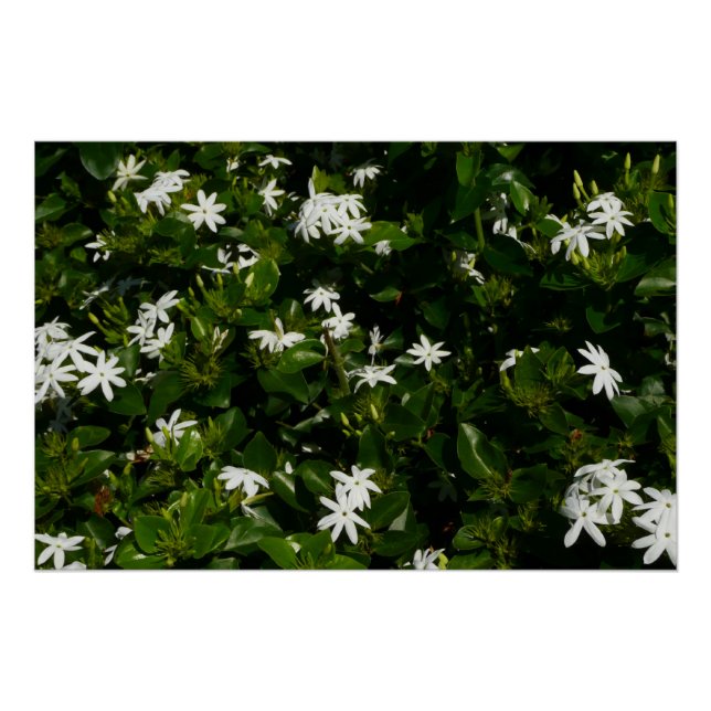 Pôster Jasmine Flowers Tropical Floral Botânica (Frente)