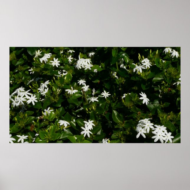 Poster Jasmine Flowers Tropical Floral Botânica (Frente)