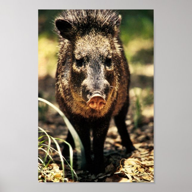 Pôster Javelina (Frente)