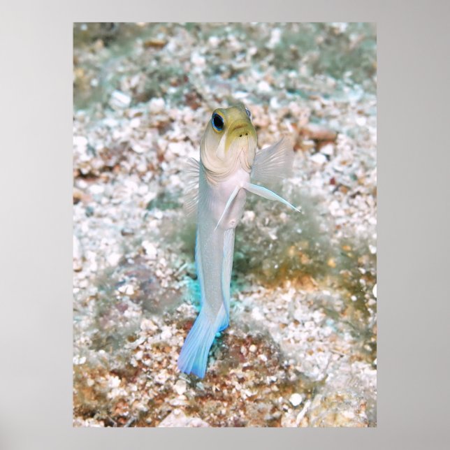 Poster Jawfish (Frente)