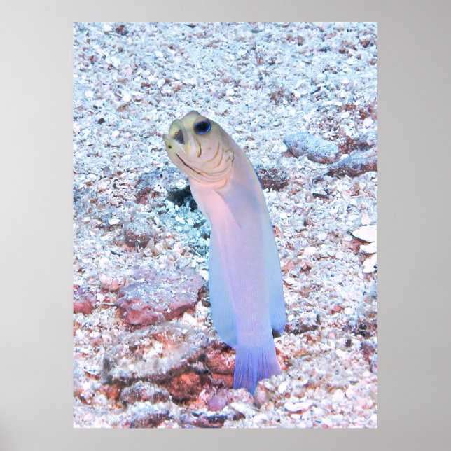 Poster Jawfish da cabeça amarela com Mouthful (Frente)