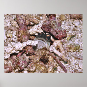 Poster Jawfish Peeking