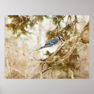 Pôster Jay Azul