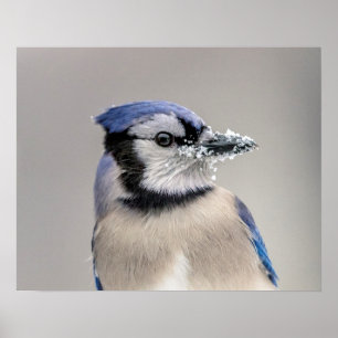 Pôster Jay azul com neve no seu bico