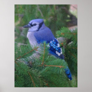 Poster Jay azul pintado