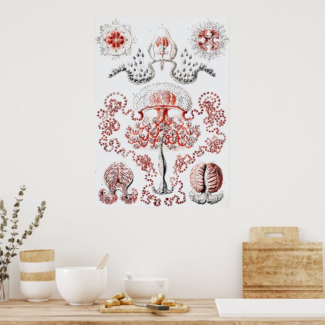 Poster Jellifish rosa - Ernst Haeckel (Cozinha)