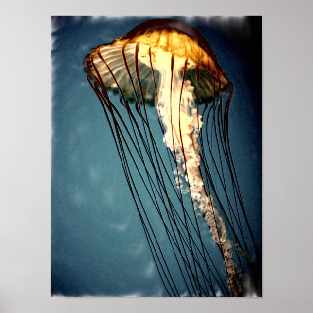 Pôster jellly_fly_2643_Paint_crtd (Frente)