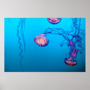POSTER JELLY FISHES UNDERWATER