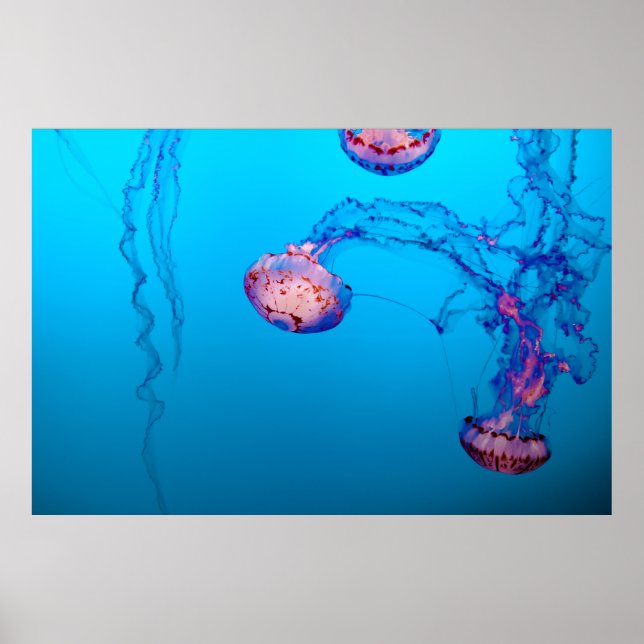 POSTER JELLY FISHES UNDERWATER (Frente)