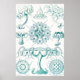 Poster Jellyfish, Discomedusae by Ernst Haeckel
