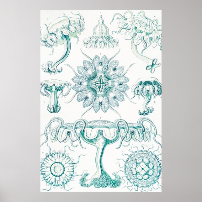 Poster Jellyfish, Discomedusae by Ernst Haeckel (Frente)