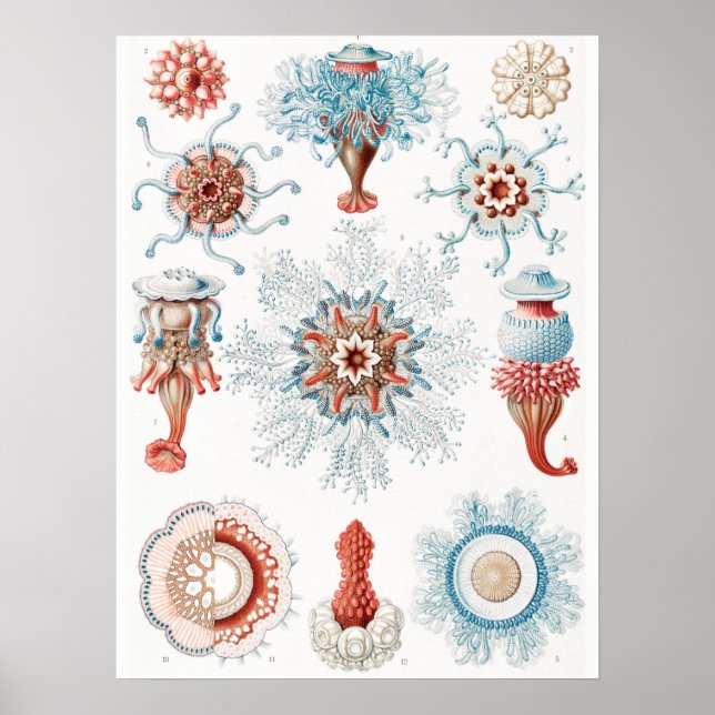 Poster Jellyfish, Siphonophorae Staatsquallen Marine Life (Frente)