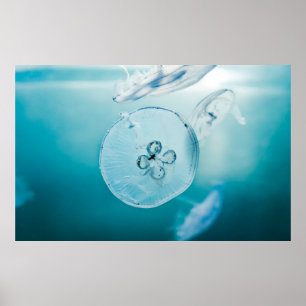 POSTER JELLYFISHES SUBÁGUA