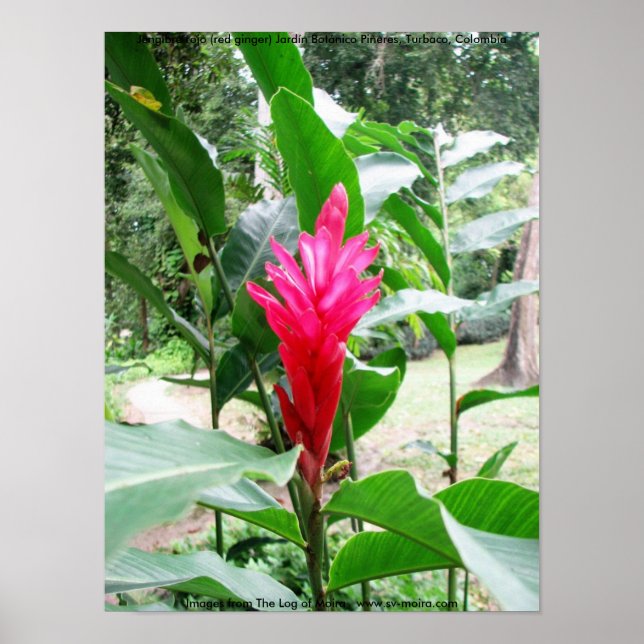 Poster Jengibre rojo (gengibre vermelho) (Frente)