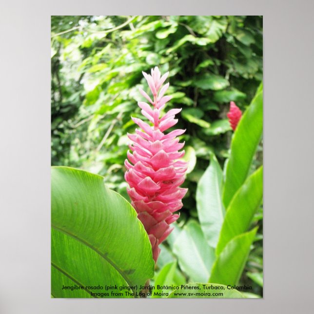 Pôster Jengibre rosado (gengibre rosa) (Frente)