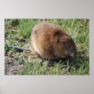 Poster Jerry o muskrat