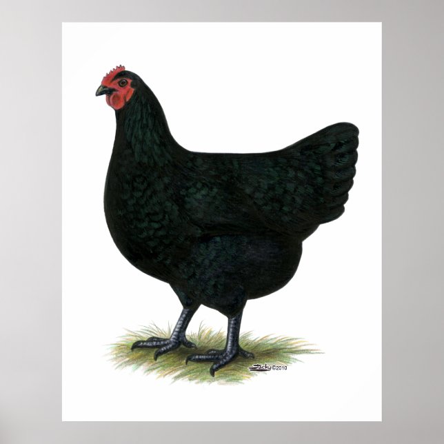 Pôster Jersey Giant: Black Hen (Frente)