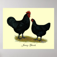 Jersey Giant Chickens