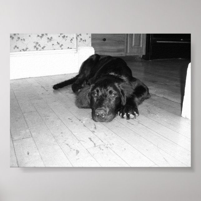 Poster Jett em hardwood (Frente)