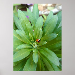 Poster Joaninha nas Flores