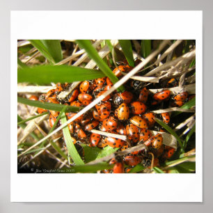 Poster Joaninhas (Coccinellidae)