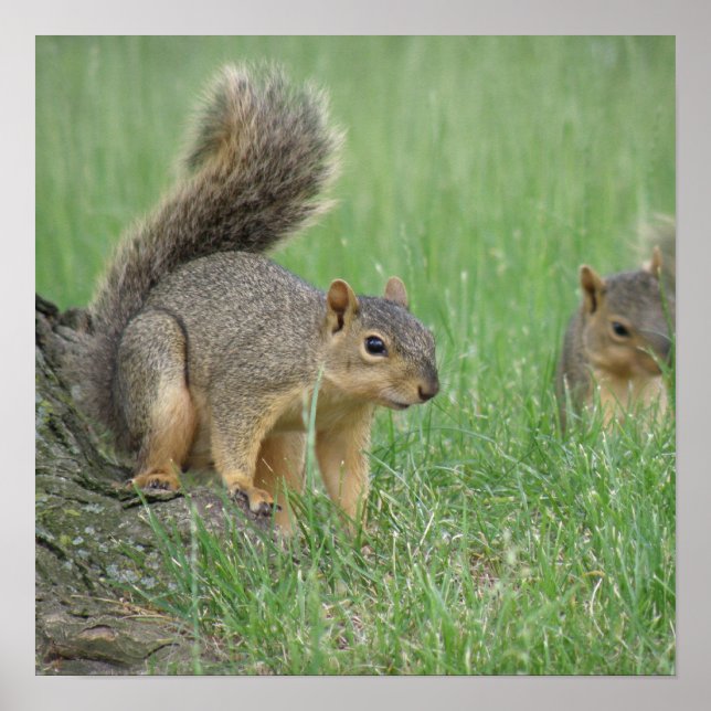 Pôster Jogando esquilos (Frente)