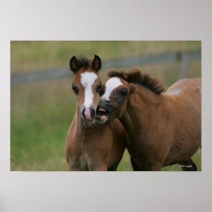 Pôster Jogo dos potros