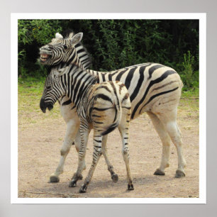 Poster Jogo novo da zebra e da mãe