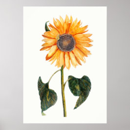 Poster Johannes Teyler's Sunflower