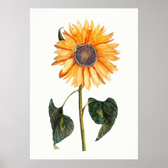 Poster Johannes Teyler's Sunflower (Frente)