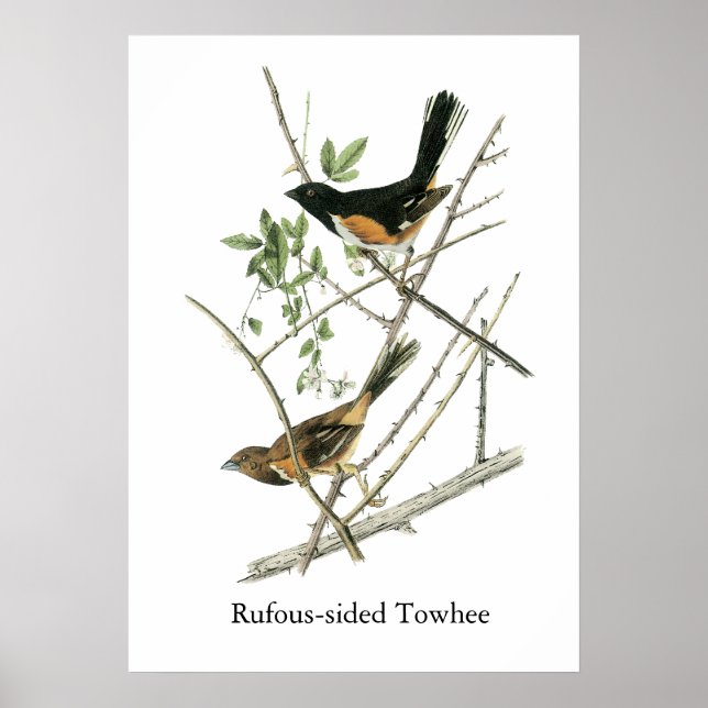 Pôster John Audubon Rufous Sided Towhere (Frente)