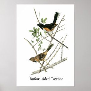 Pôster John Audubon Rufous-tomou partido Towhee