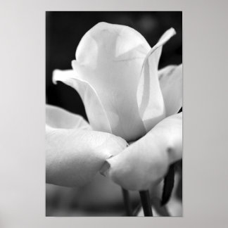 Pôster John F. Kennedy Rosa