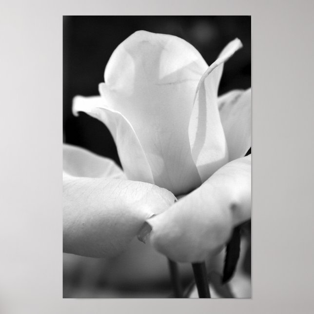 Pôster John F. Kennedy Rosa (Frente)