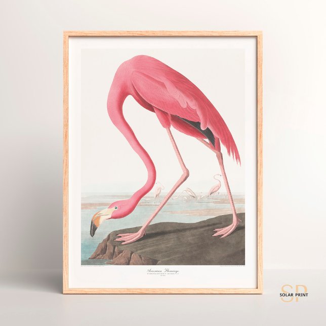 Poster John James Audubon American Flamingo Wildlife Art (Criador carregado)