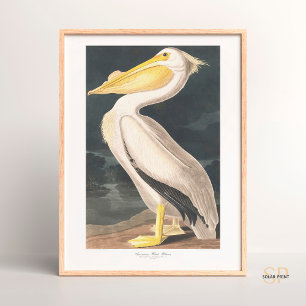 Poster John James Audubon American White Pelican Majestad