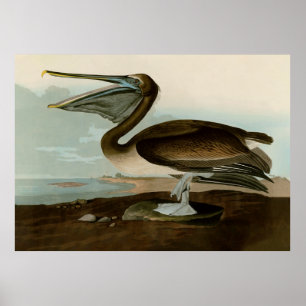 Poster John James Audubon Brown Pelican Trabalho de arte 