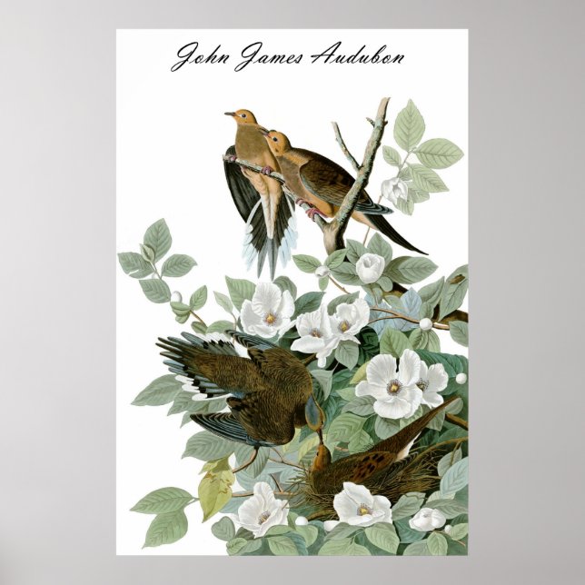 Pôster John James Audubon Carolina Pigeon Mourning Dove 1 (Frente)