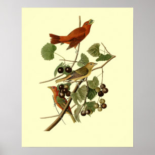 Poster John James Audubon ~ Pássaros Vermelhos de Verão ~