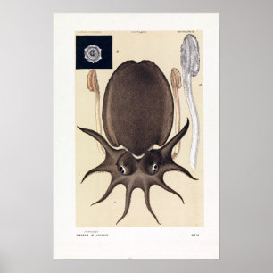 Poster John James Wild