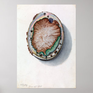 Poster John James Wild Green-liped Abalone Vintage