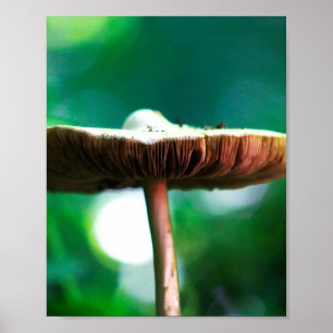 Poster Joia da Floresta