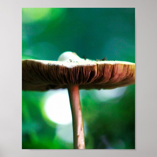 Poster Joia da Floresta (Frente)