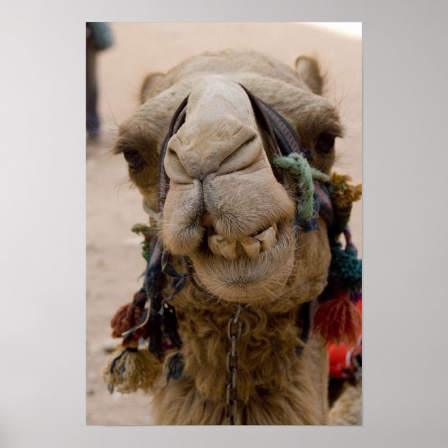 Poster Jordânia, antiga cidade nabatiana de Petra. Local (Frente)
